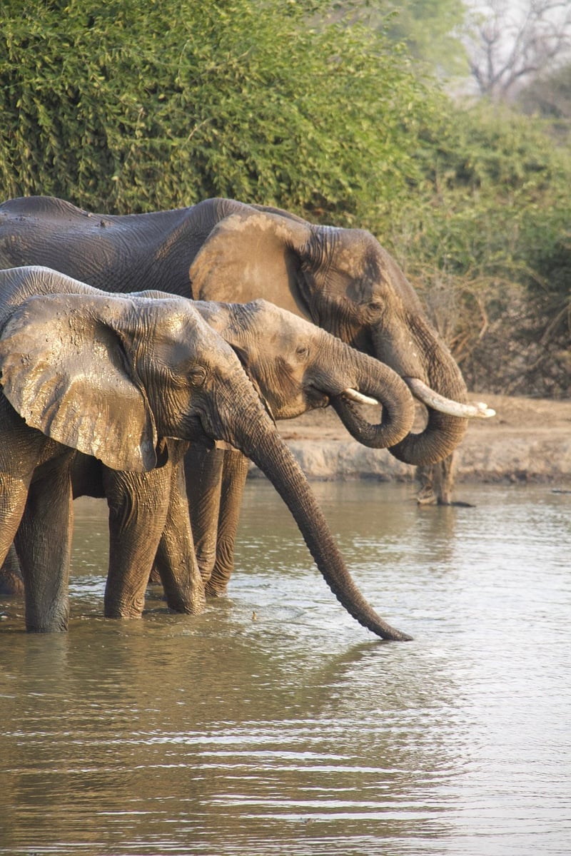 Wildlife Safari